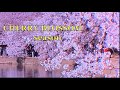 Cherry blossom season at the UW. Цветение сакуры в Университете штата Вашингтон