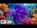 Mesmerizing Coral Reef Ecosystem in 8K HDR | Dolby Vision™