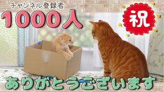 猫チャンネル登録者1000人達成！YouTubeやってみて思ったこと by ミルダーズハウス 158 views 1 year ago 6 minutes, 2 seconds