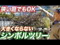 【知らないと失敗】大きくなりすぎないシンボルツリー11選！植栽をする際のアイデアもご紹介【植木】