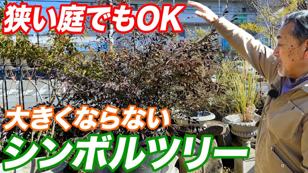 【知らないと失敗】大きくなりすぎないシンボルツリー11選！植栽をする際のアイデアもご紹介【植木】