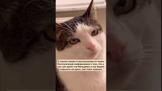 Кот|| Смехотворный 🐸 #мемы2024 #top #prikol #бизнес