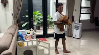 GANAS SEKALI ‼ ANJING INI SERING GIGIT PEMILIKNYA SELAMA BERTAHUNTAHUN