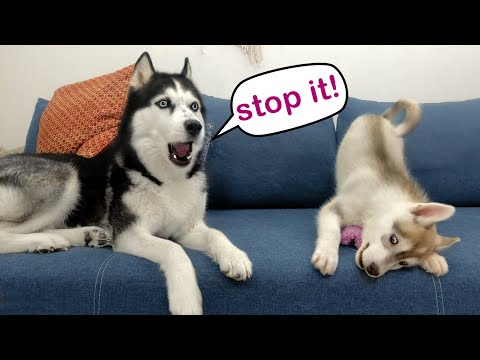 Wideo: Puppy Husky tworzy bałagan, aby zakończyć wszystkie mesy, podczas gdy jej rodzina jest daleko