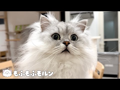 猫が気になって仕方ないもの 【サイベリアン】