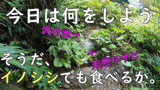 130.きれいな沢、庭の【ワサビ田】を確認しました。そのあと、イノシシを食べました。 30万円で買った山小屋(秘密基地)です。
