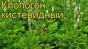 Клопогон кистевидный. Краткий обзор, описание характеристик, где купить саженцы actaea racemosa