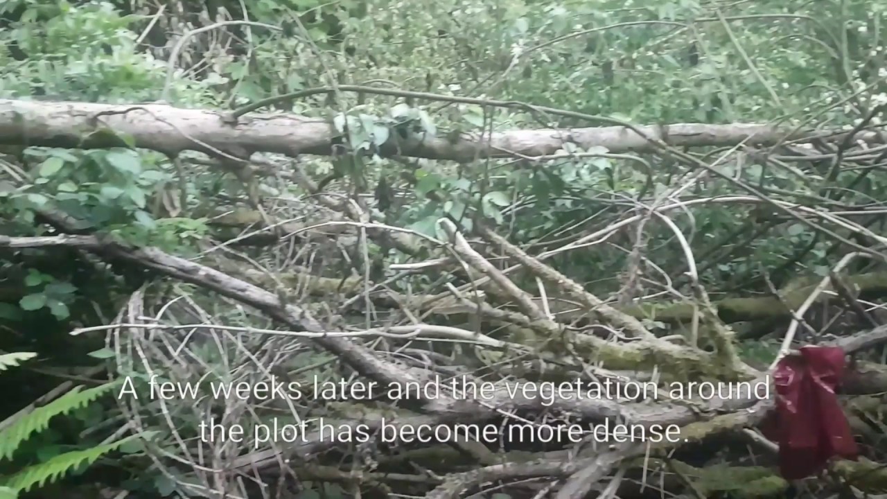 Cool Climate Guerrilla Grow 2017