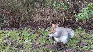 Robin and Squirrel Eating.