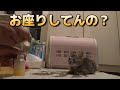 片目を失った子猫が座ってお薬を待つ姿が可愛い