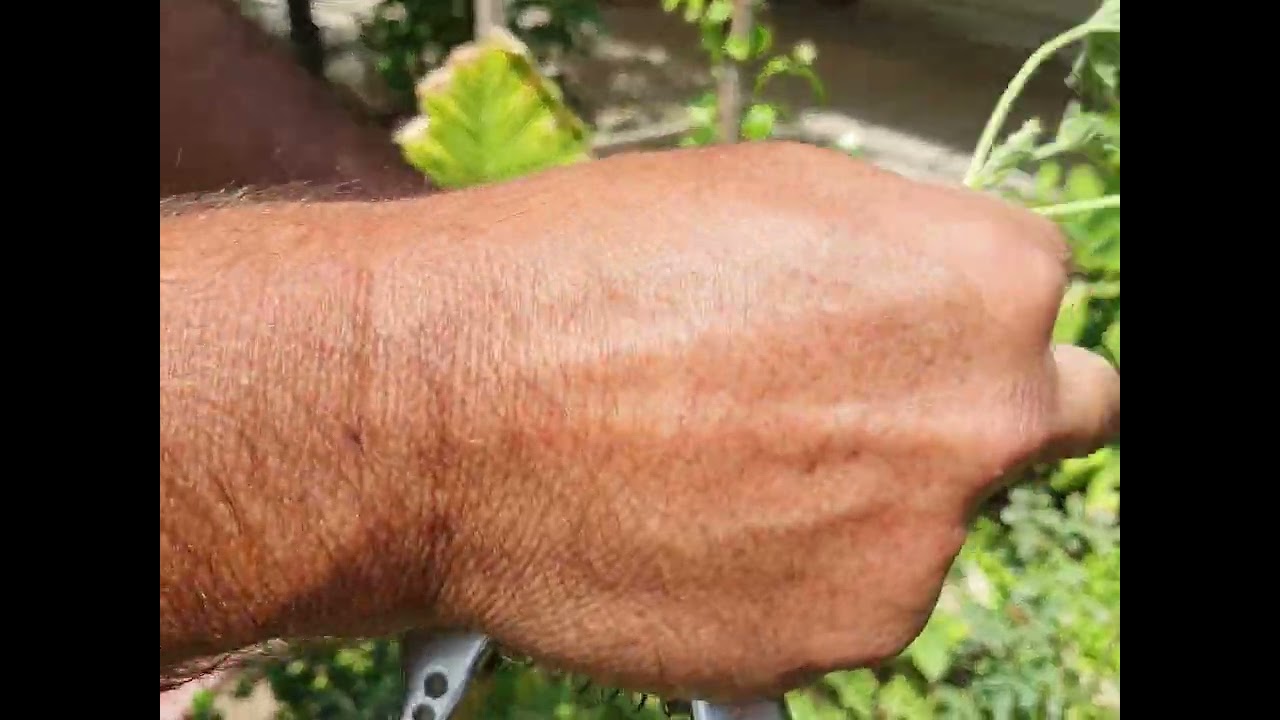 زراعة واكثار نبات العطرة ⚘️جنتي حديقتي⚘️