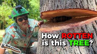 Download Lagu The city took EIGHT MONTHS to approve this DANGEROUS TREE REMOVAL?! MP3 Download Lagu The city took EIGHT MONTHS to approve this DANGEROUS TREE REMOVAL?! MP3
