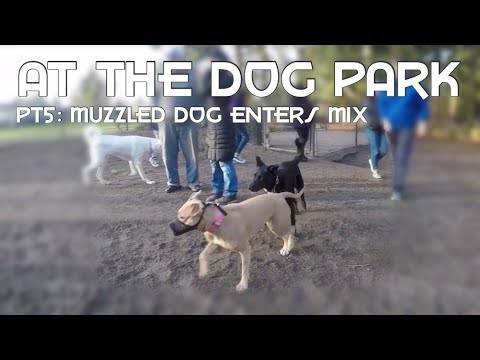 Video: Dog Park Pengganggu