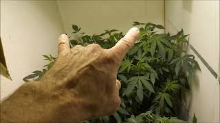 2/ 23 /21 Update on big transplant & small transplant