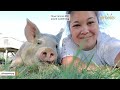 My tiny rescue piglet grew to 850 pounds