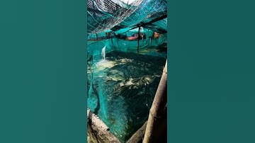 Nuôi Cá Lóc sau 6 tháng và kết quả sau mấy tháng trời.