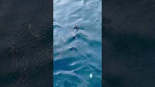 King Penguins are AMAZING swimmers! @gkourounis