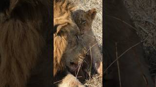 Daddy’s Girl  Black Dam male lion & Avoca cub #kruger #lion #bigcat