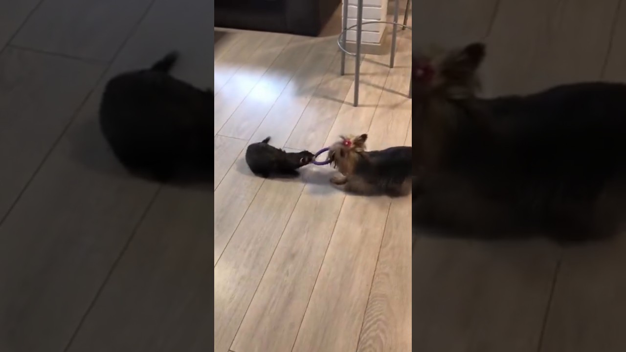 ¿Pelea o juego? 👀