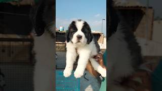 45 days puppies vaccination shorts youtubeshorts trending dog animals