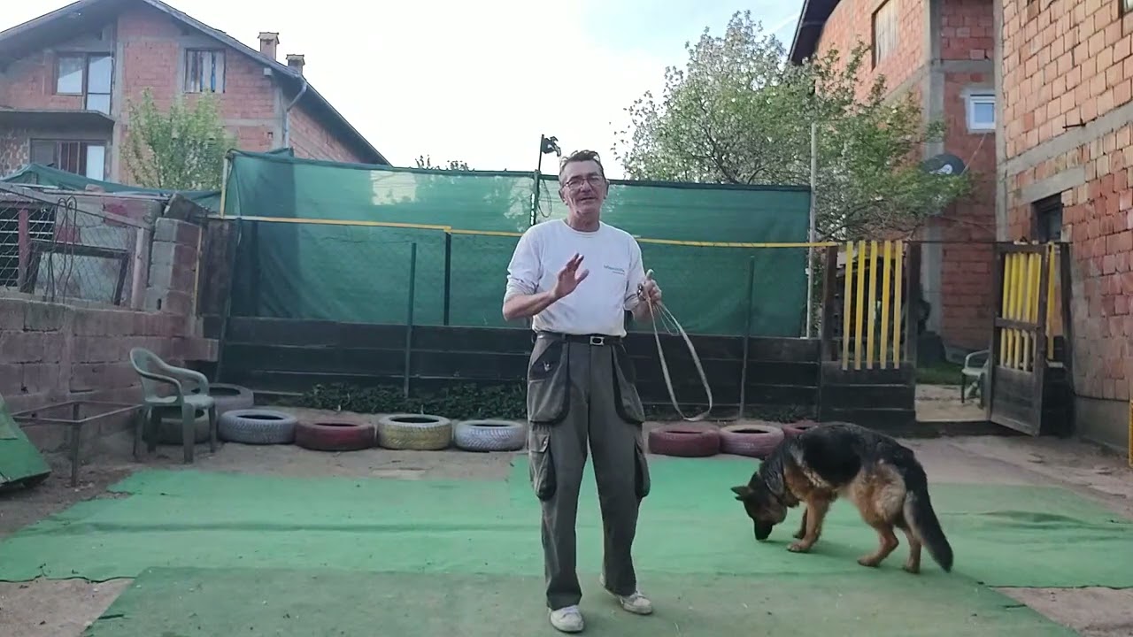 Ucimo psa da ne izlazi sam iz dvorista  Socijalizacija pasa,