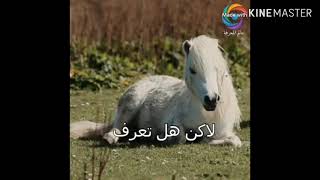 تفسير سورة العاديات 🐴 بالصور المعبرة ؟؟