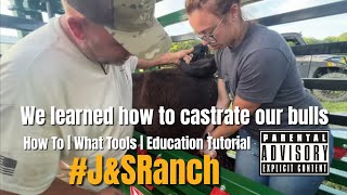 Castrating our bulls | Step by step process and what tools you need!