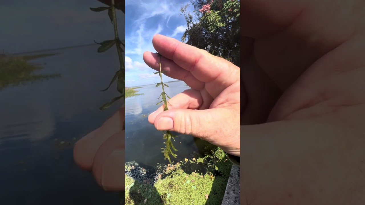 Invasive Aquatic Plant ID- hydrilla
