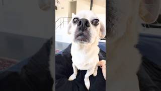 A lil something to take the edge off #dogdad #cutedog #puppy #funny #cutepuppy #cute #relatable
