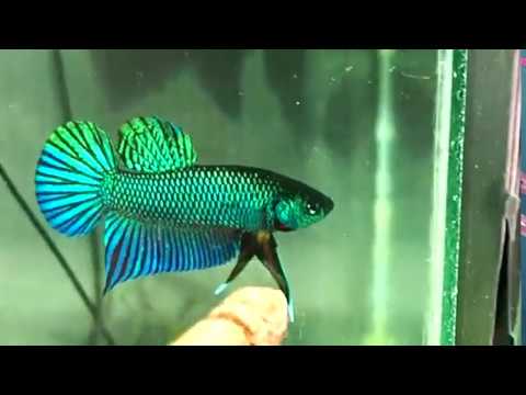 betta foods australia pty ltd Wild betta stiktos flaring - franksbettas