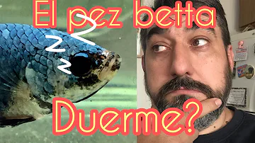 ¿Los peces betta necesitan luz por la noche?