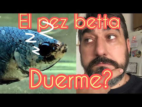 Video: ¿Duermen los peces Betta?