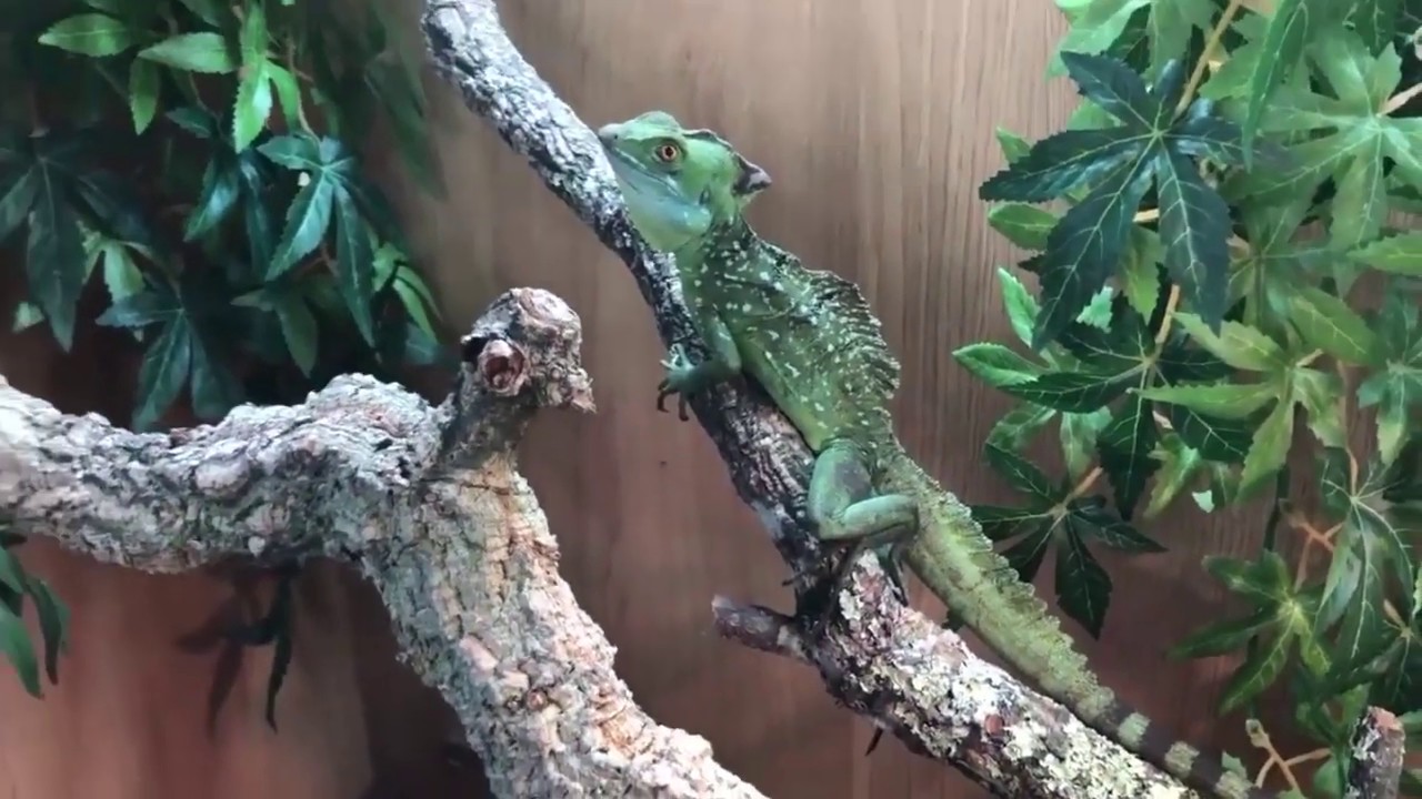 Arboreal Good Beginner Arboreal Tarantula