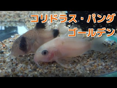 コリドラス パンダ ゴールデン ヨーロッパブリード Youtube