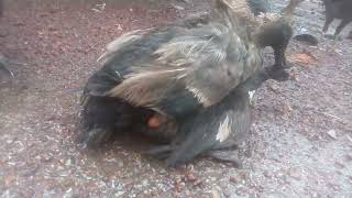 muscovy duck black Ranning duck mating#wow sweet lovely ducks #muscovyduck