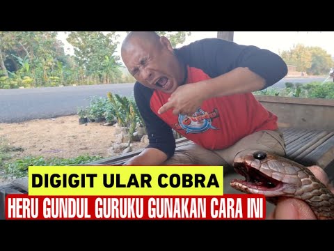 DIGIGIT ULAR COBRA HERU GUNDUL GURUKU LAKUKAN CARA INI