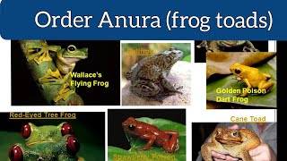 Anurans |amphibians classification |order anura|#anura #amphibians #amphibia #frog #toad