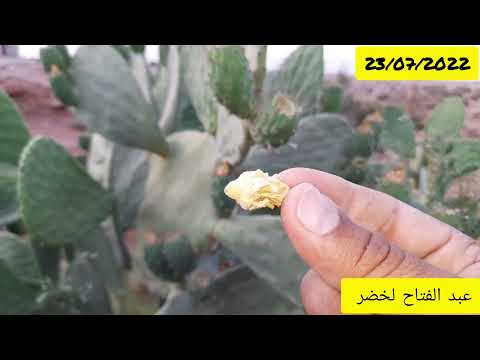 فكرة إضافة زهور التين الشوكي أو الصبار الجافة للشاي