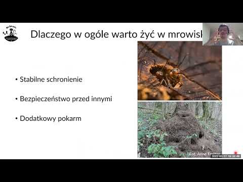 Wideo: Jak zastąpić uniwersalną mąkę pszenną mąką orkiszową?