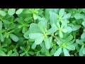 La verdolaga y sus increíbles propiedades nutricionales y curativas