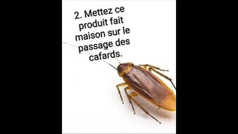 Cafards :Le Truc Miracle pour  s'en Débarrasser Pour TOUJOURS.