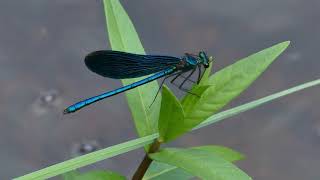Relaxation Nature Film With Music. Beautiful Demoiselle / Calopteryx (Agrion) Virgo. (4K) screenshot 1