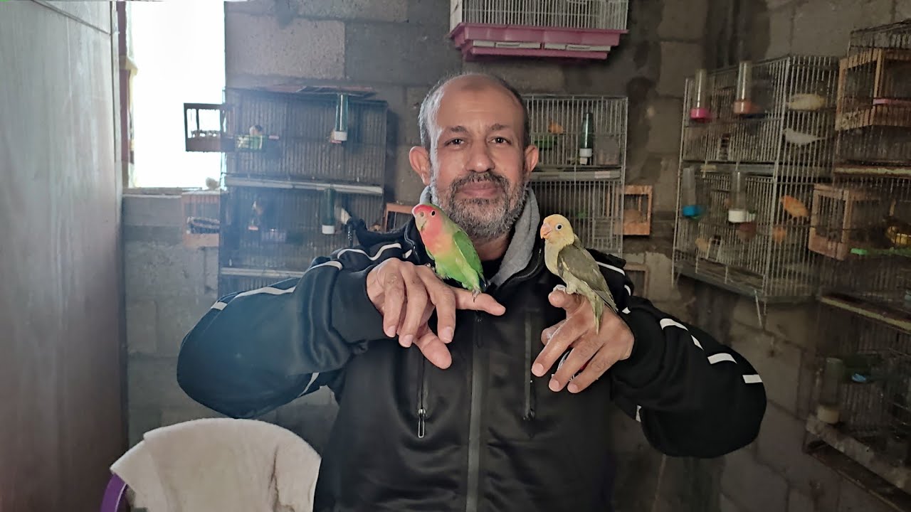 فحص بيض الكناري من أكثر الأخطاء التي يرتكبها المربون #شاهدللنهاية