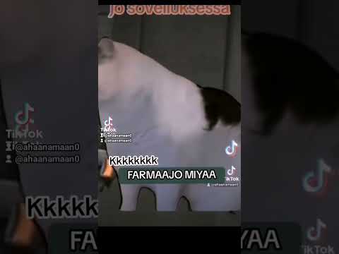 24 11 2023 Qareexo Maajaysan Iyo Maanta BiSad Hadlaysa