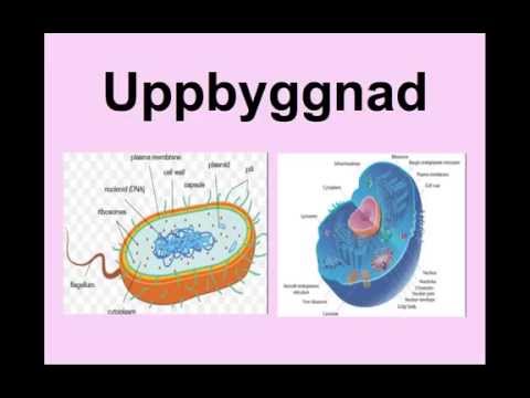 Video: Skillnaden Mellan Eukaryota Celler Och Prokaryota Celler