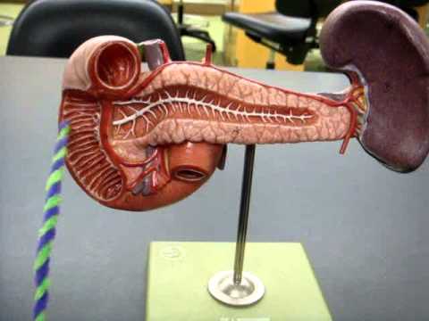 Spleen & Pancreas Model - YouTube human anatomy labeled diagrams 