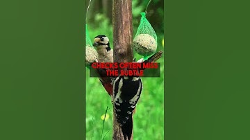 Evaluating AI Translation Quality for Sending Greetings