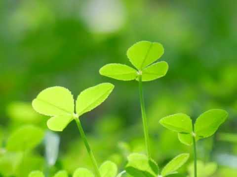 Gabriel Fauré:Barcarolle No.6 In E Flat Major, Op.70
