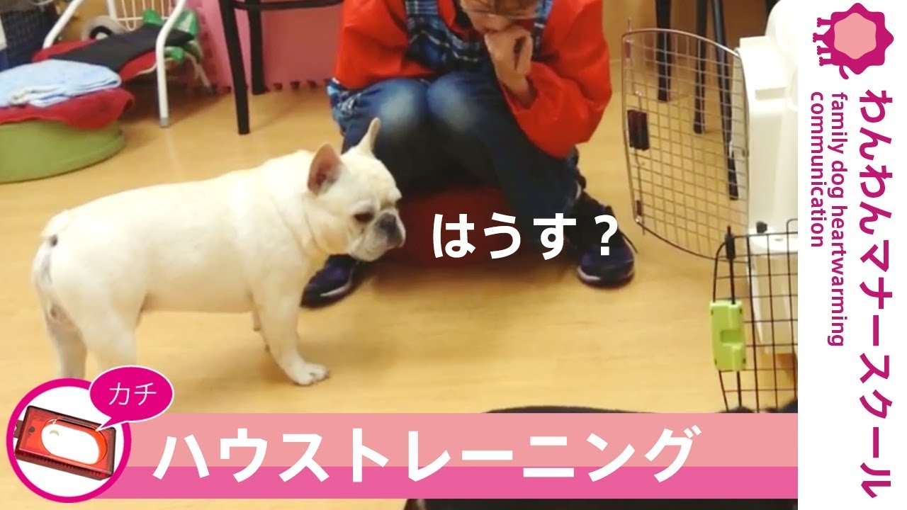 子犬のしつけ方 ハウストレーニング編 クリッカー教室 YouTube