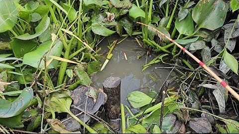 Tập 78 : hôm nay đụng cá rô đồng cá trê quấn ổ câu đã thiệt